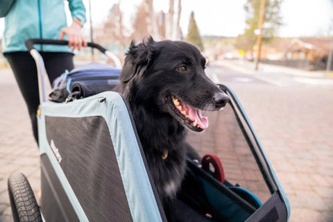 Burley - Burley Dog Bike Trailer & Dog Stroller - 2 - in - 1 Bark Ranger™ - Hitch A Bike - BUR947106