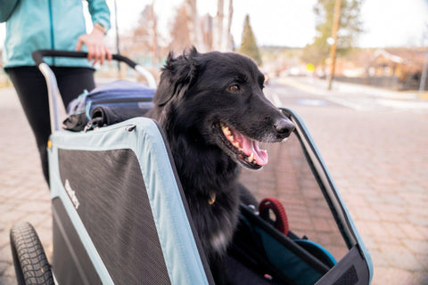 Burley - Burley Dog Bike Trailer & Dog Stroller | 2-in-1 Bark Ranger™ - BUR947106 - Hitch A Bike - United Kingdom