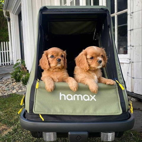 Hamax - Hamax Pluto Dog Pram & Dog Bike Trailer | Medium | Green - Hitch A Bike - HAM400501